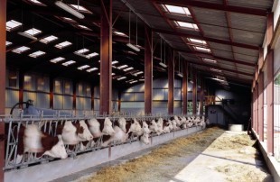 BÃ¢timent Ã©levage vaches laitiÃ¨res